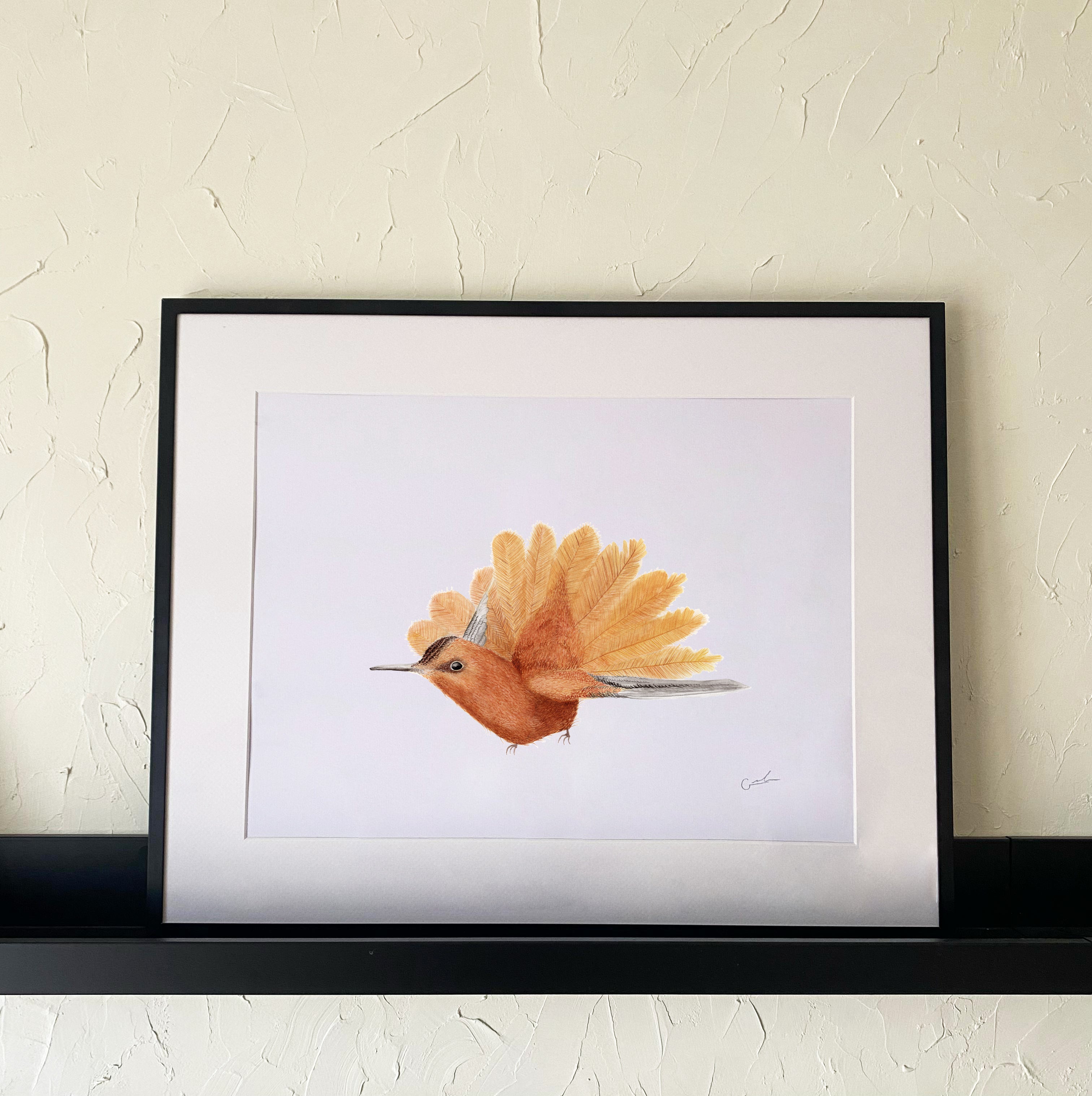 Colibri de Juan fernandez