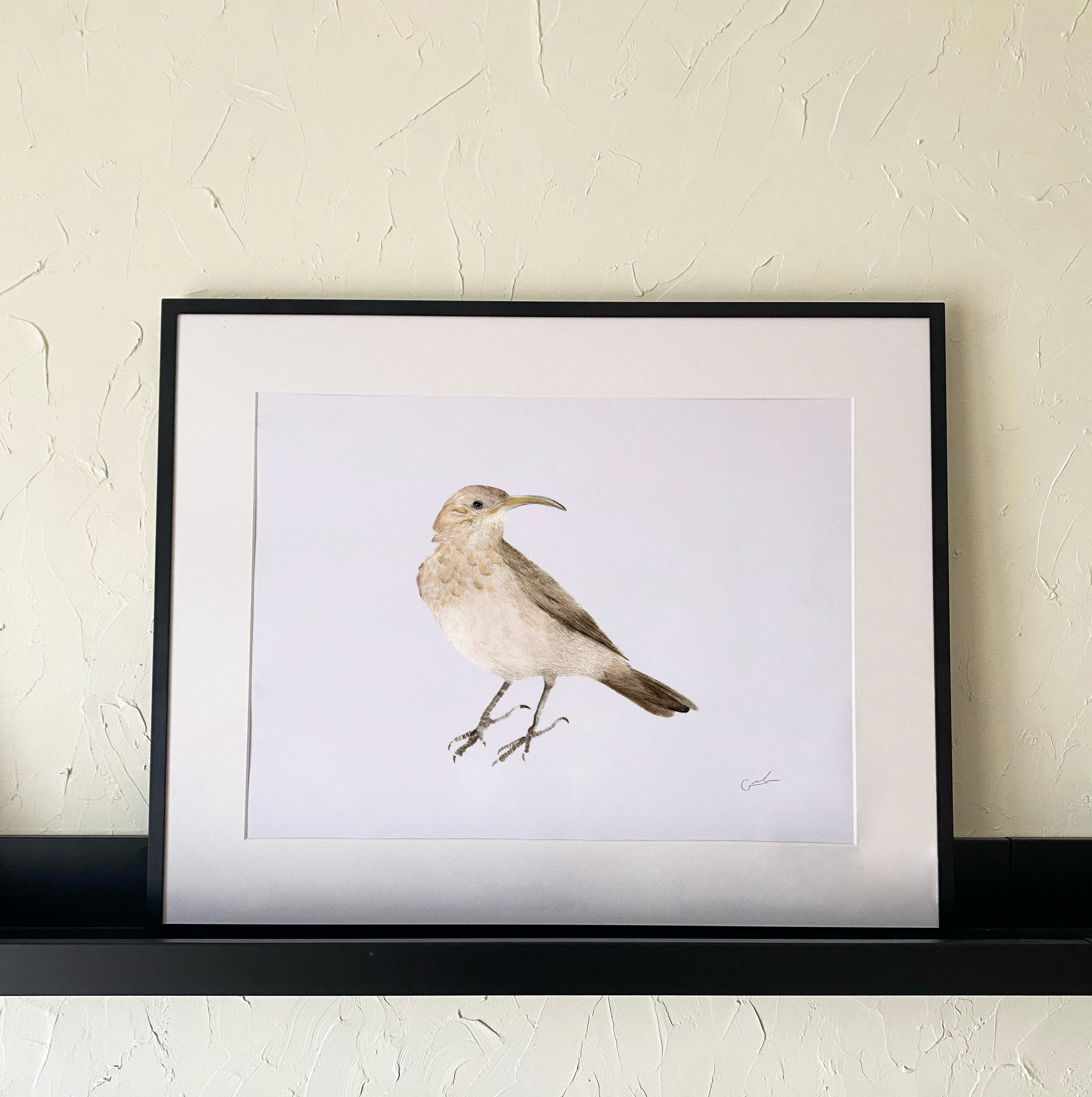 Bandurrita de la cordillera