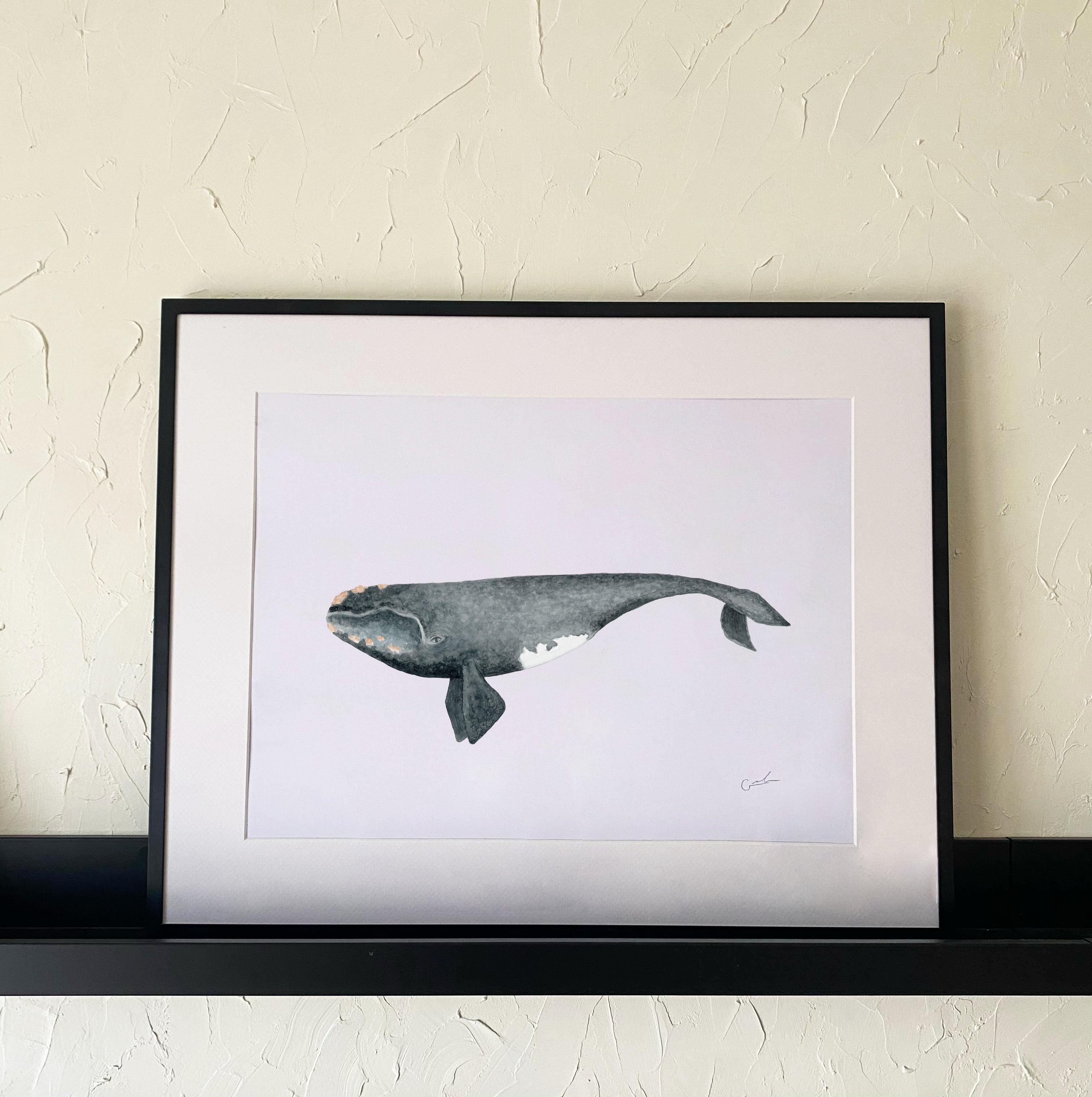 Ballena Franca Austral