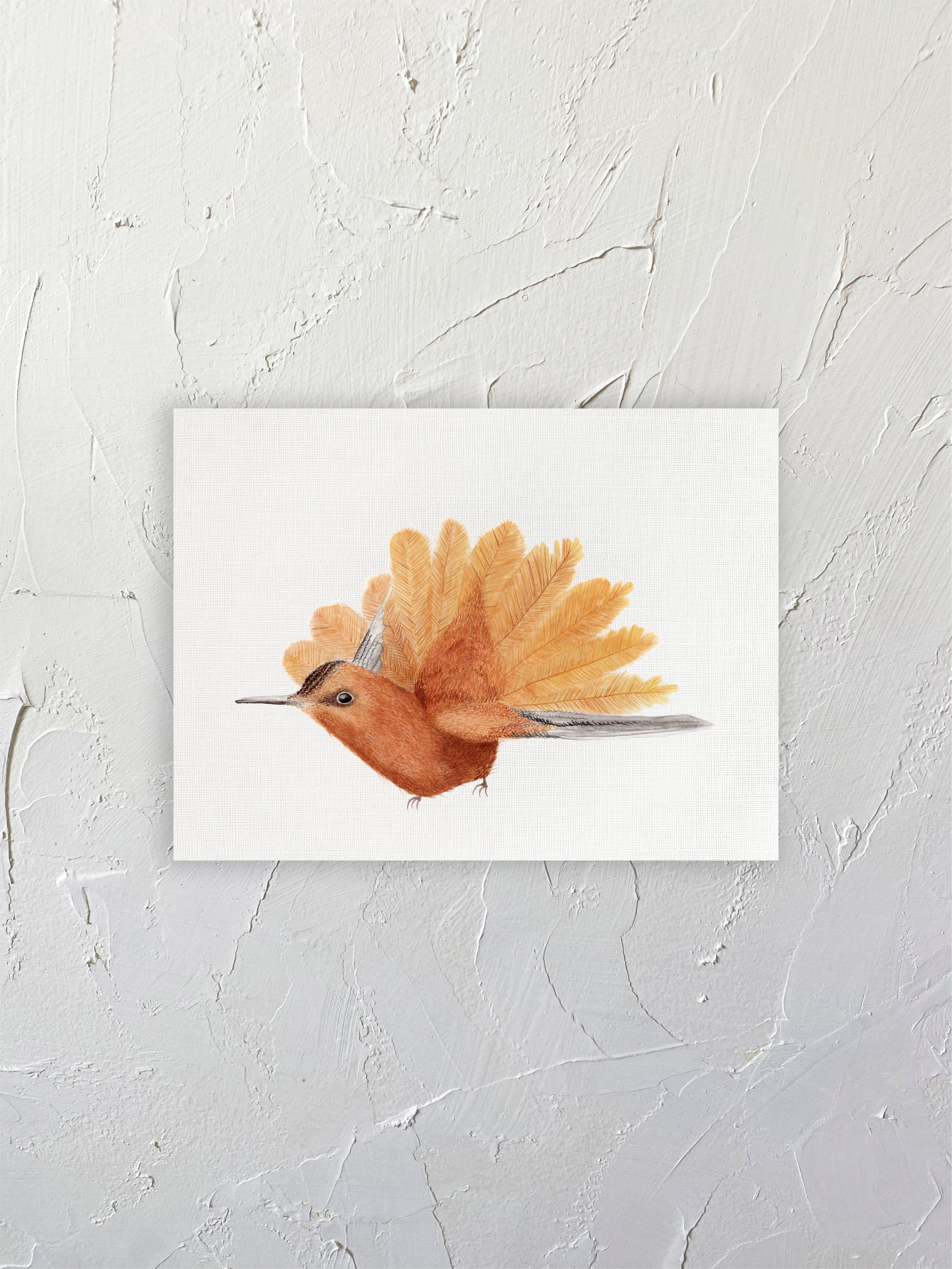 Colibri de Juan fernandez