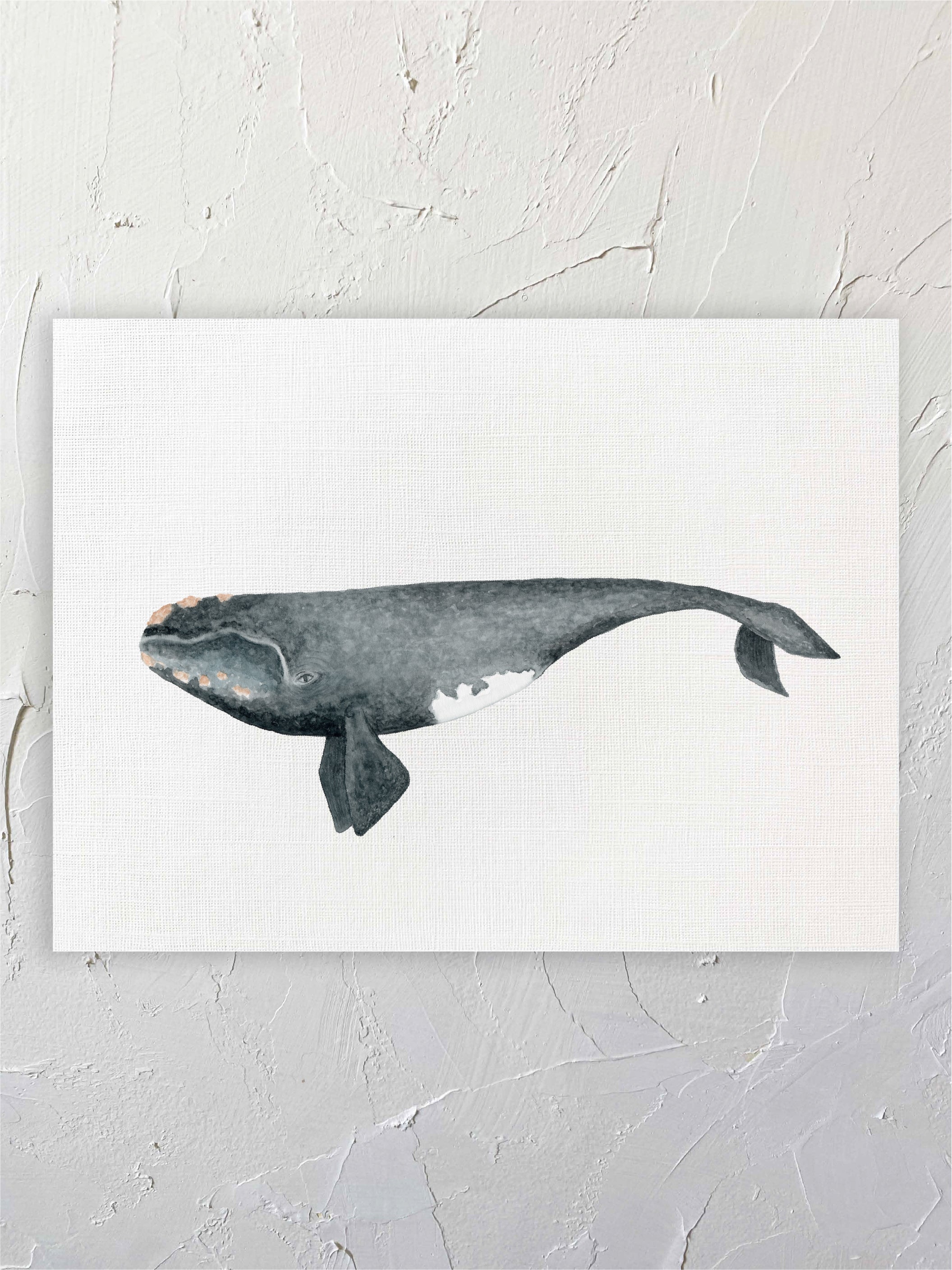 Ballena Franca Austral