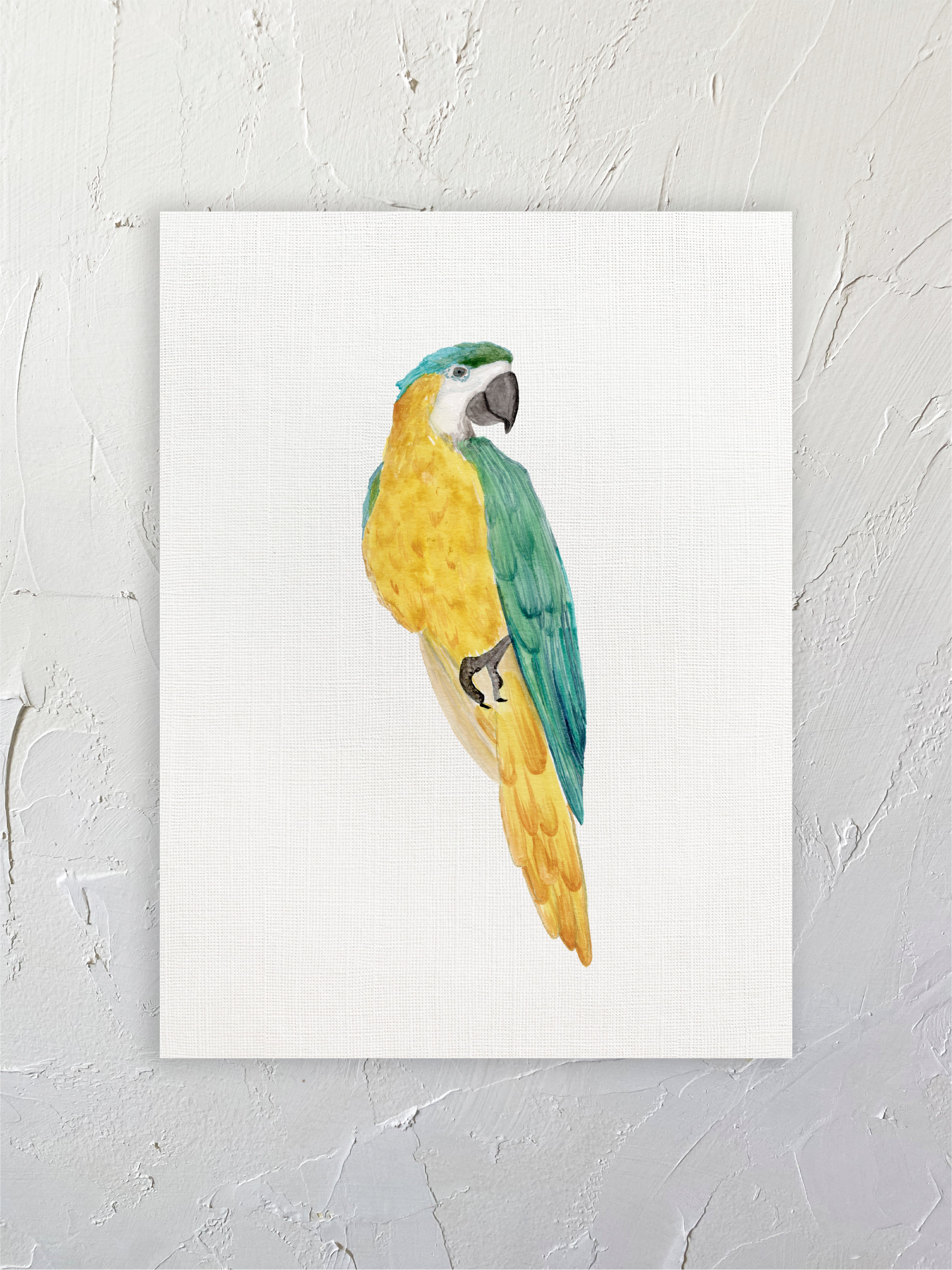 Guacamayo