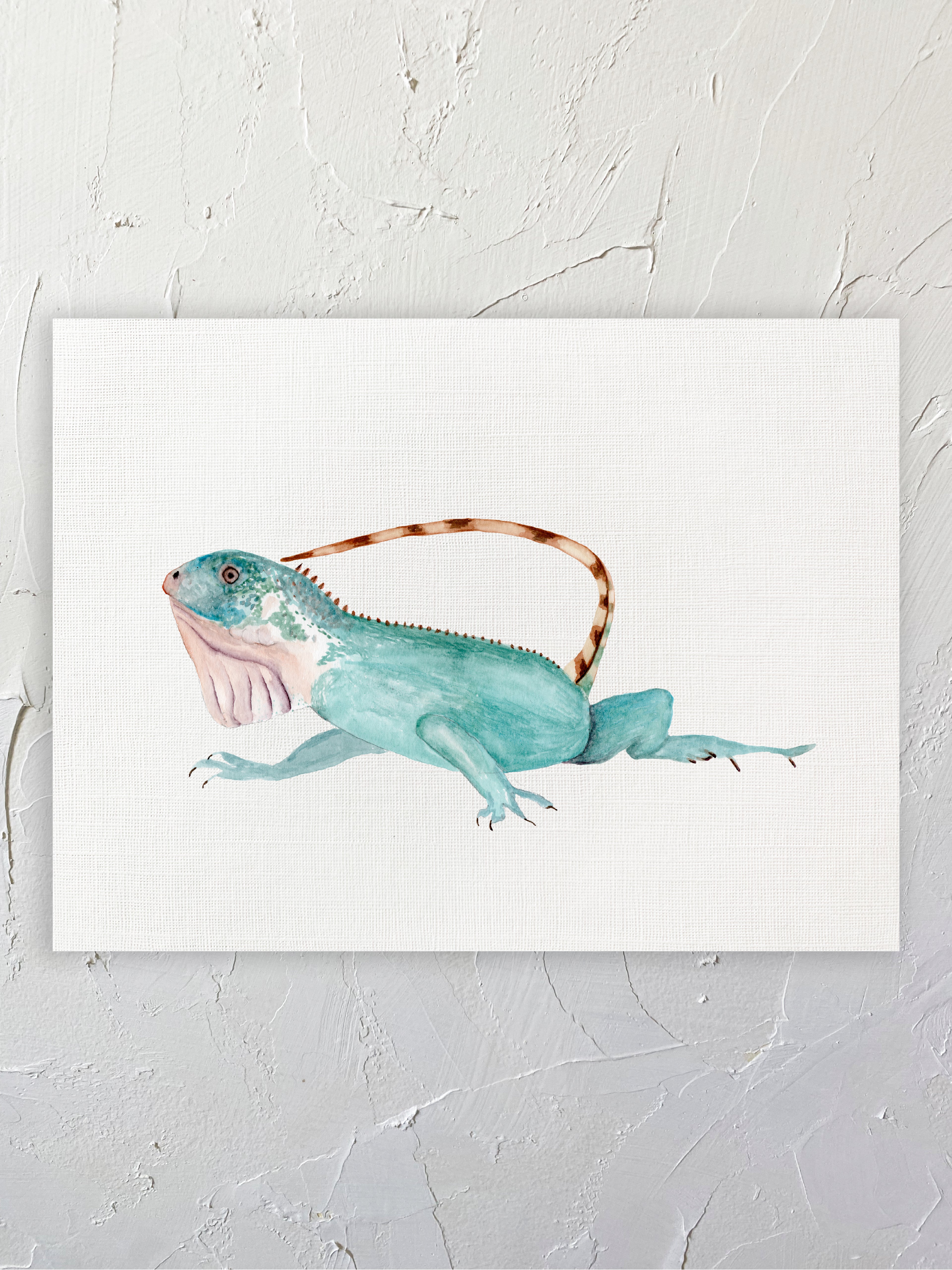 Iguana 01