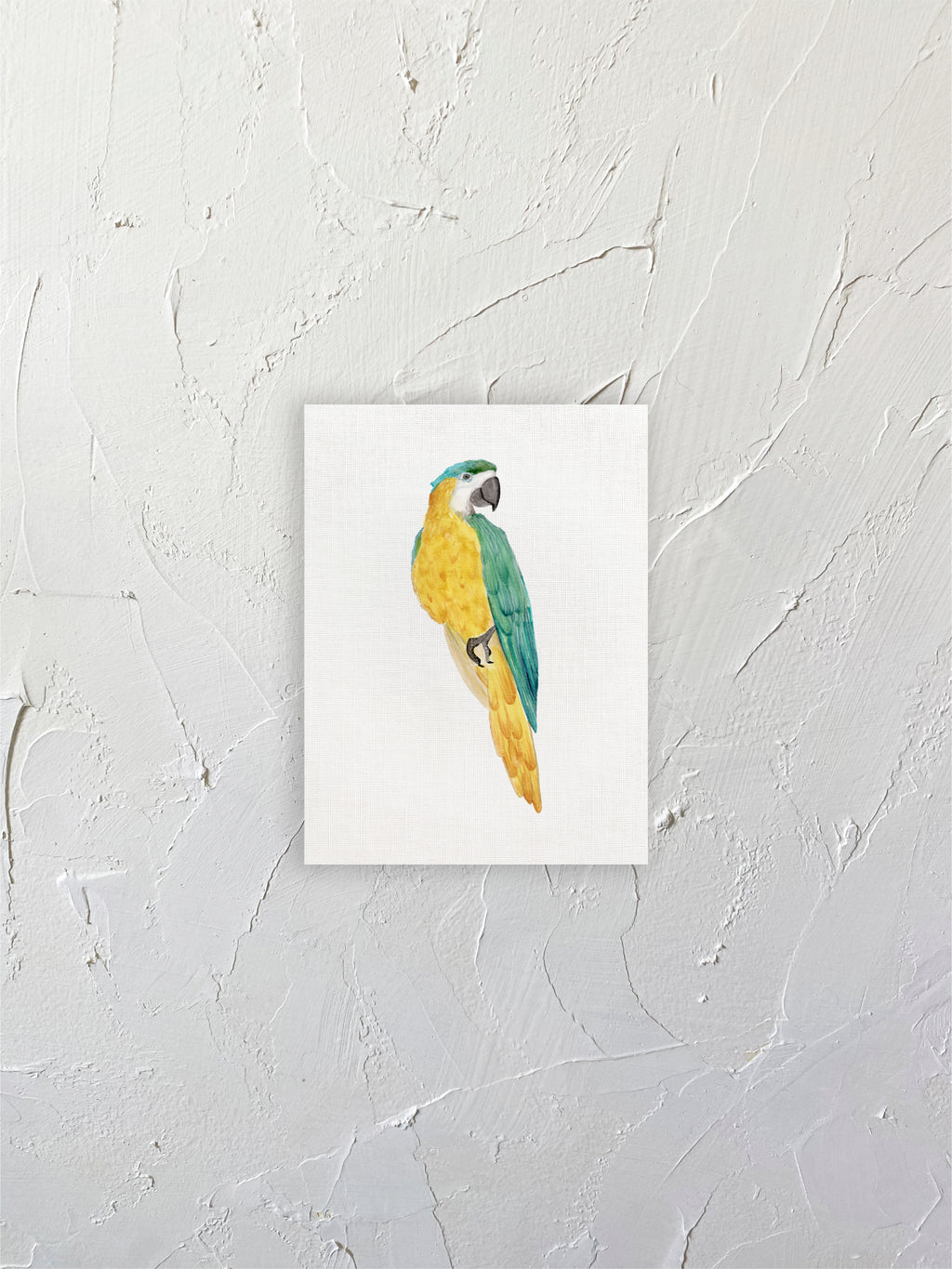 Guacamayo