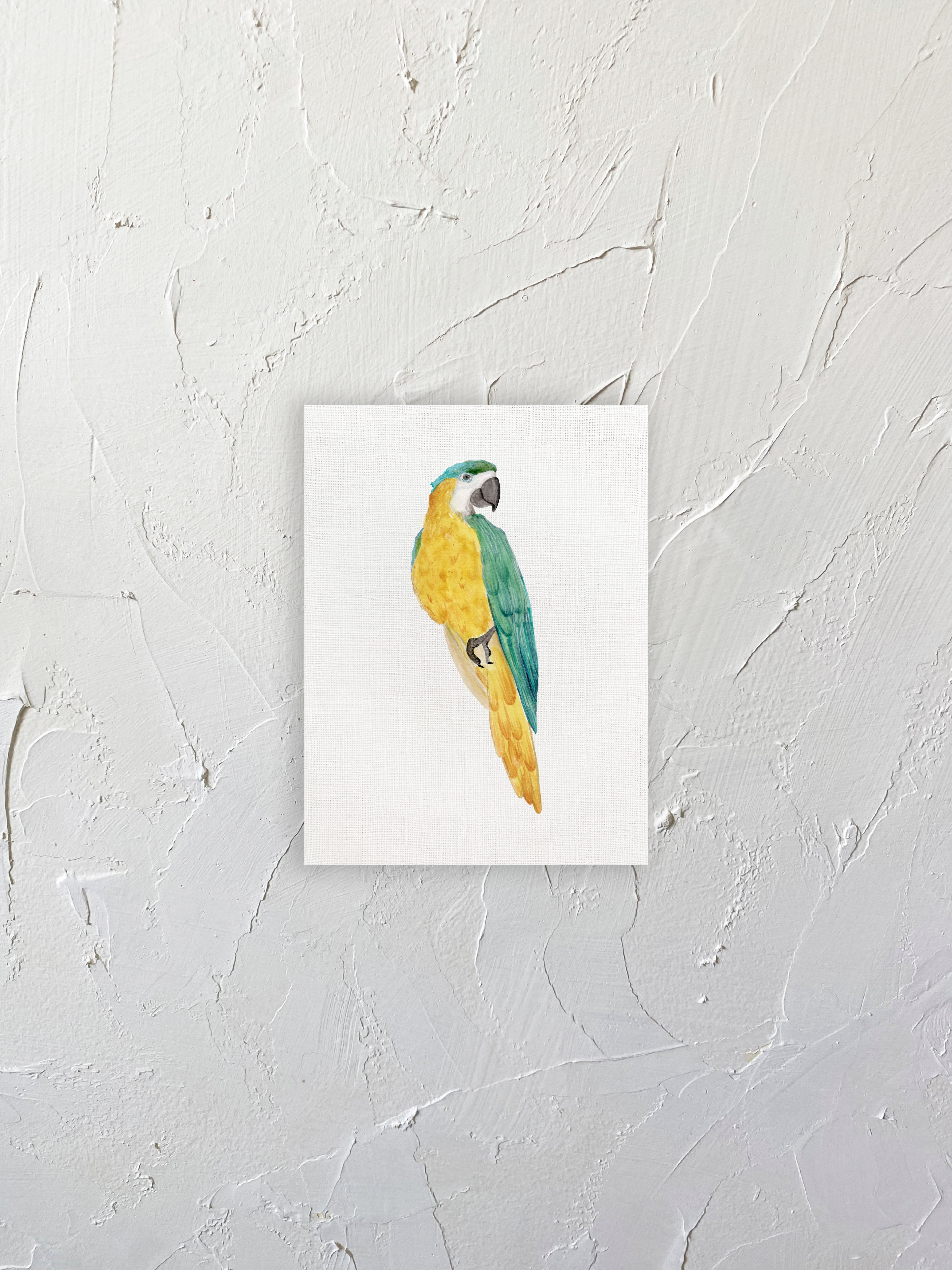 Guacamayo