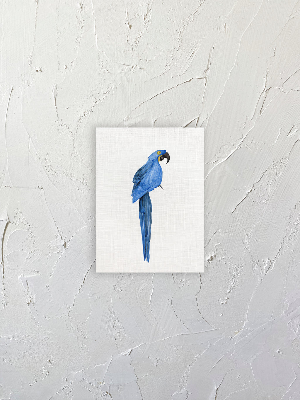 Guacamayo azul
