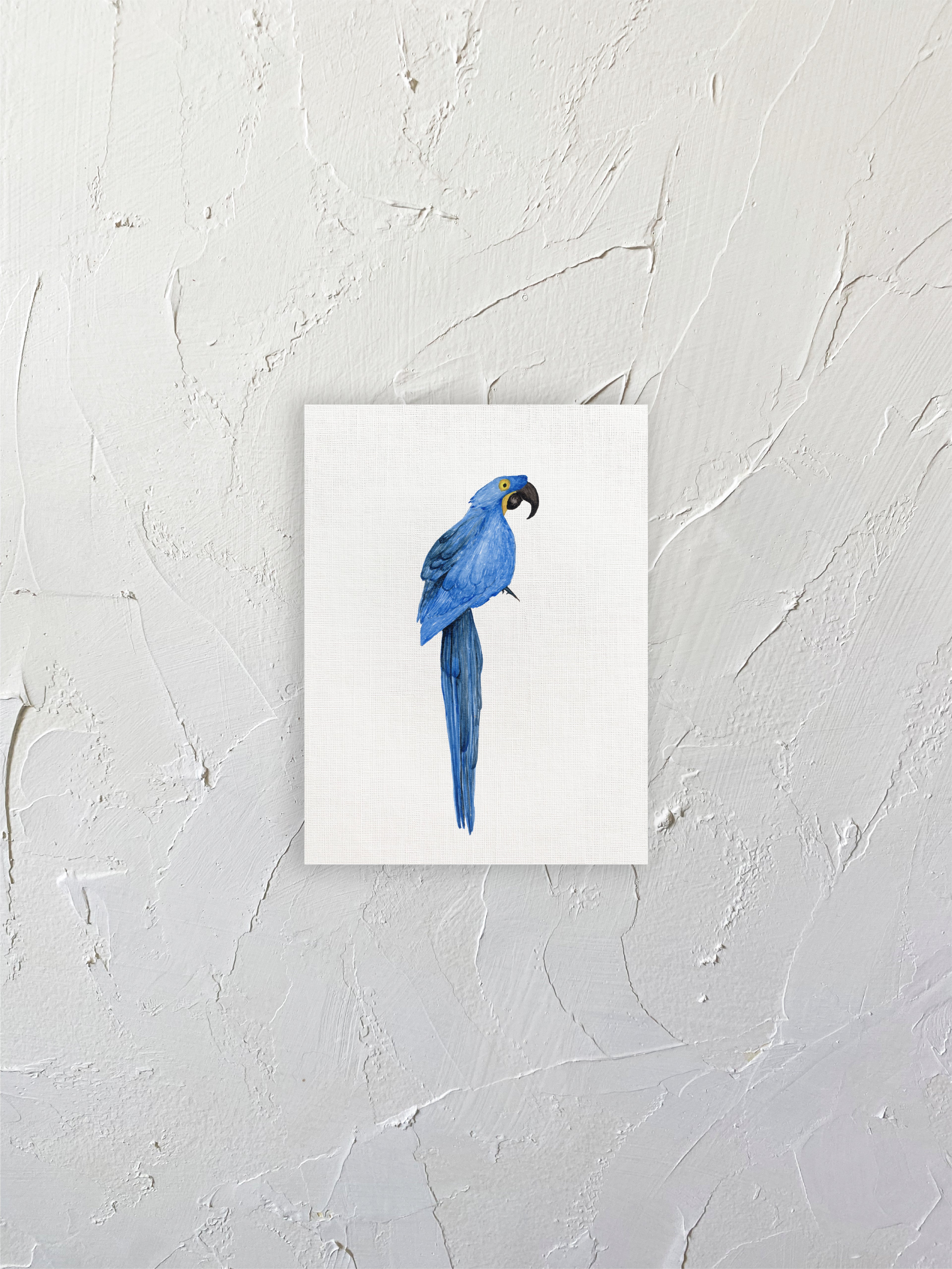 Guacamayo azul
