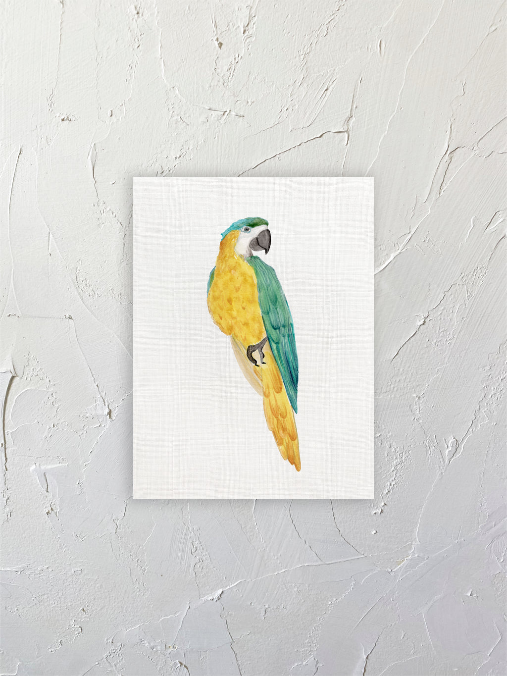 Guacamayo