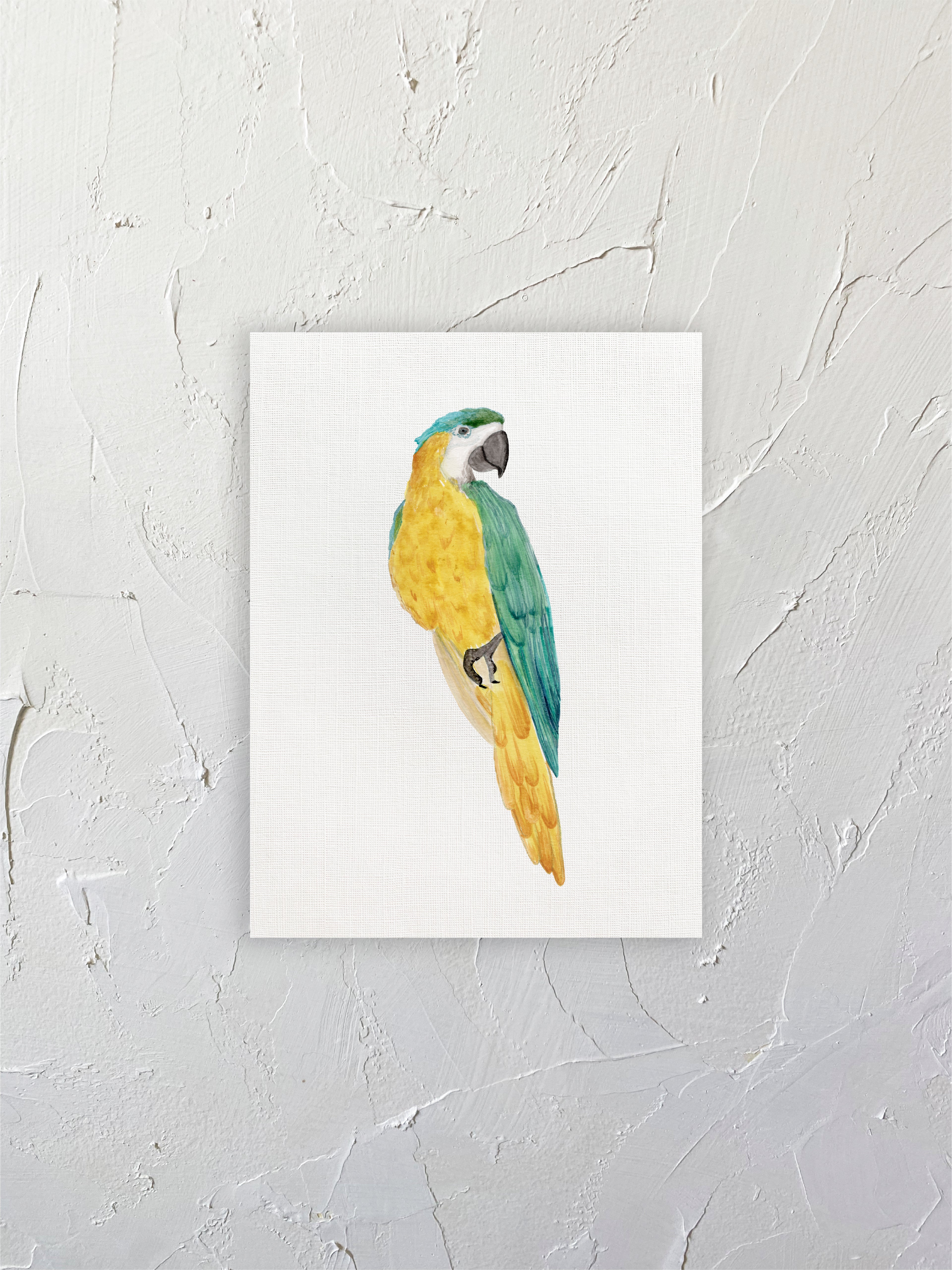 Guacamayo