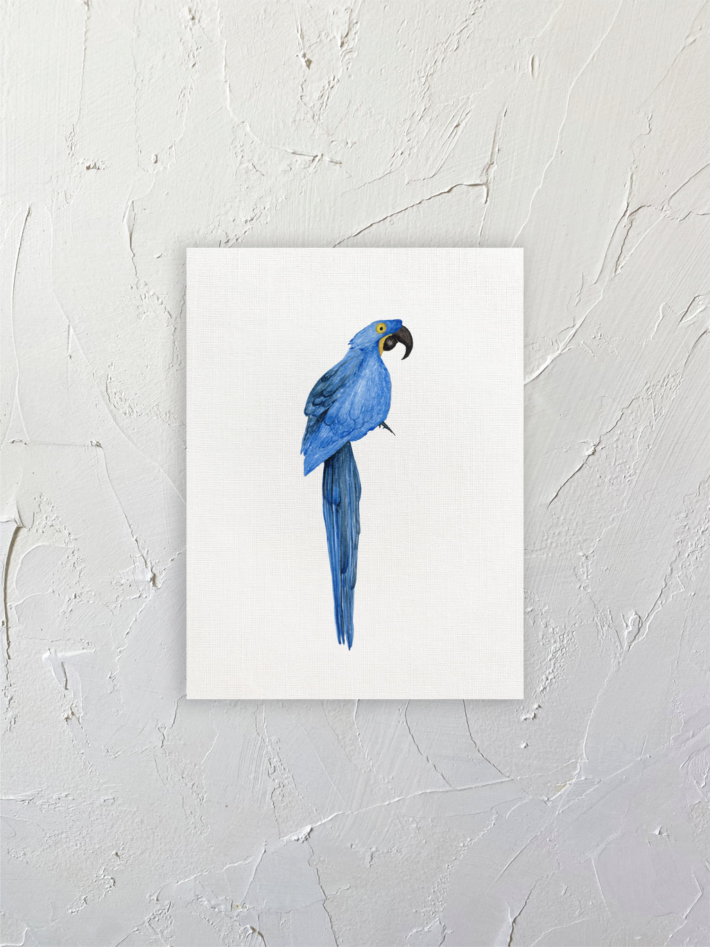 Guacamayo azul