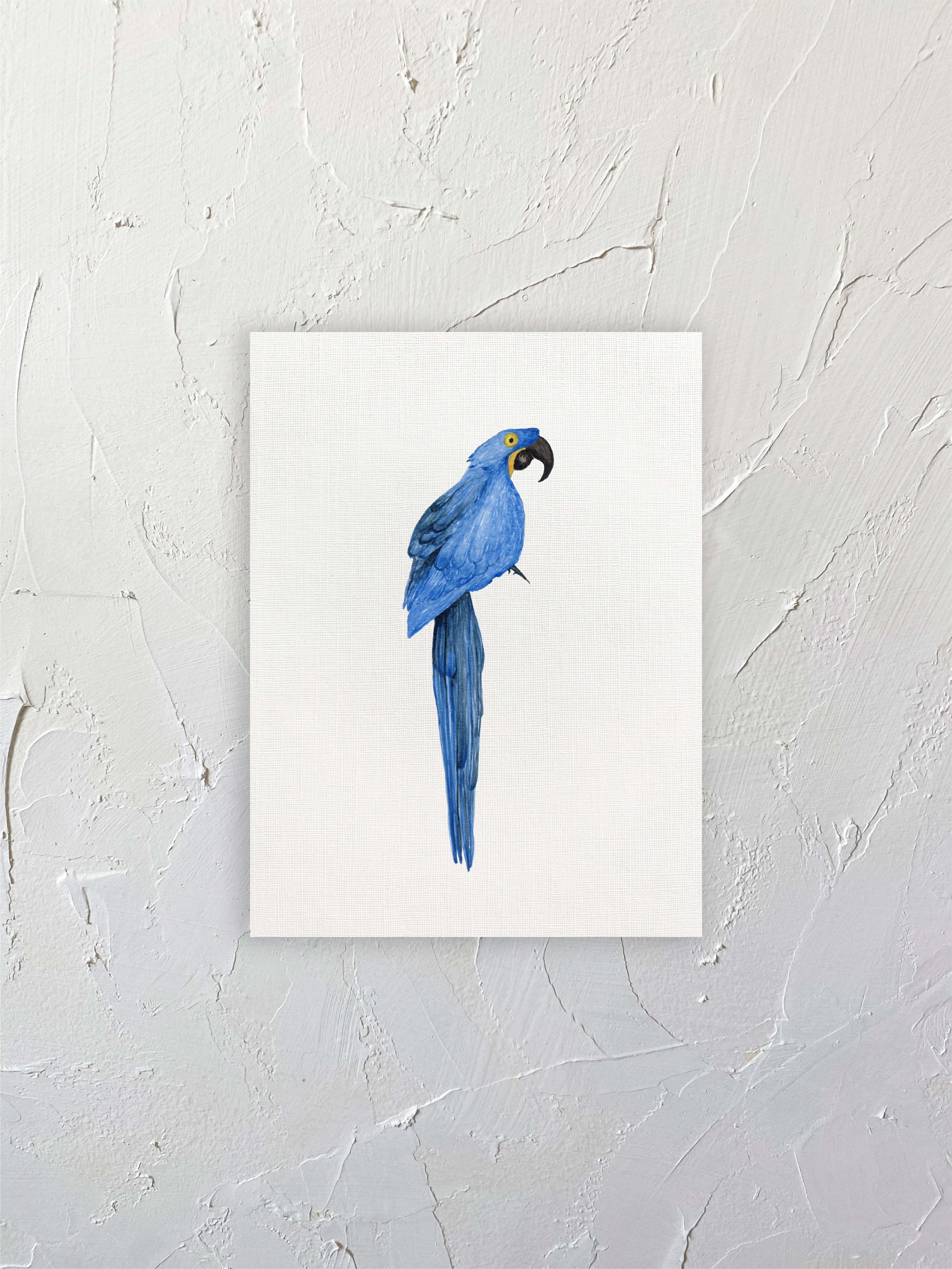 Guacamayo azul
