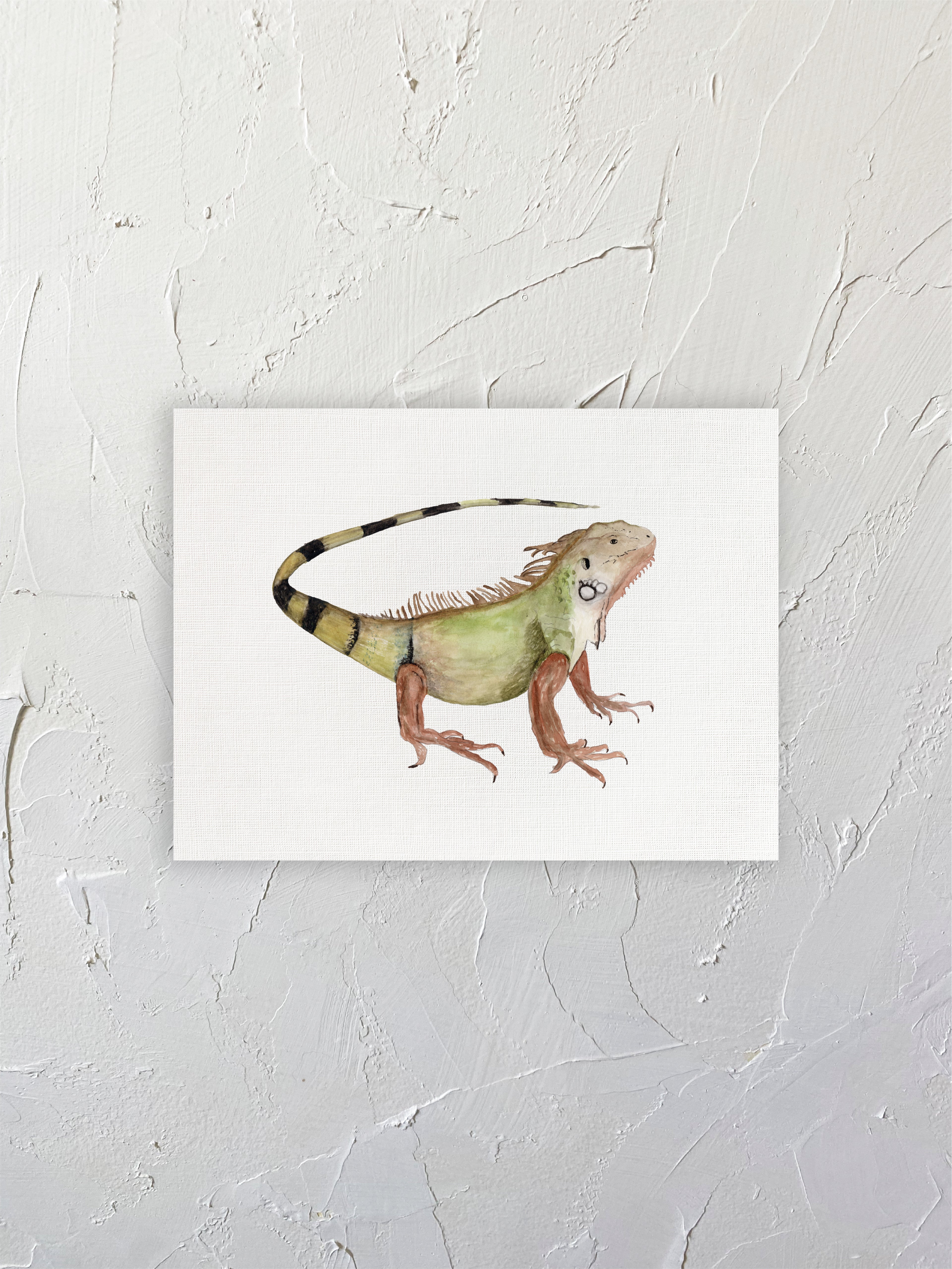 Iguana 02