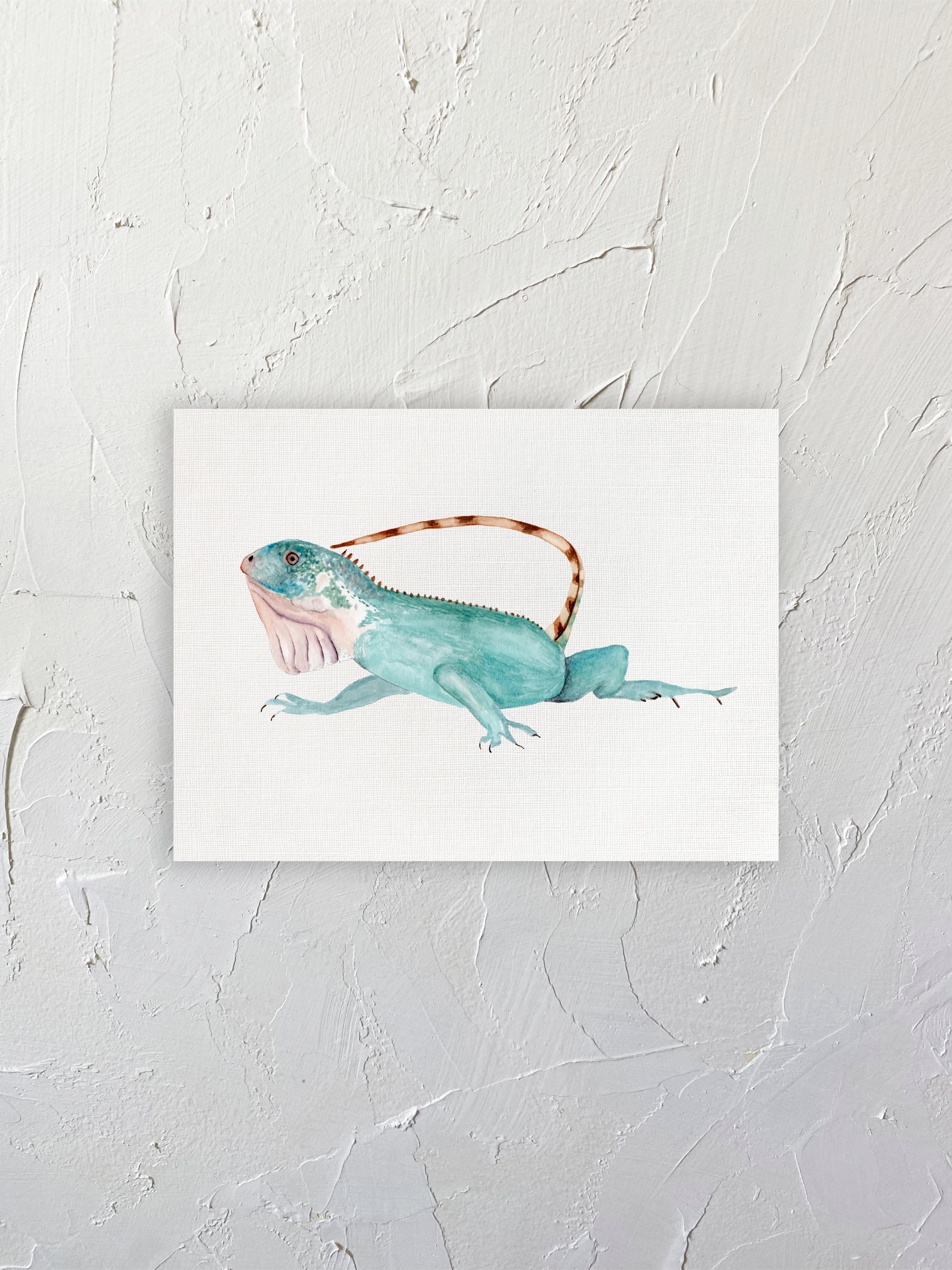 Iguana 01