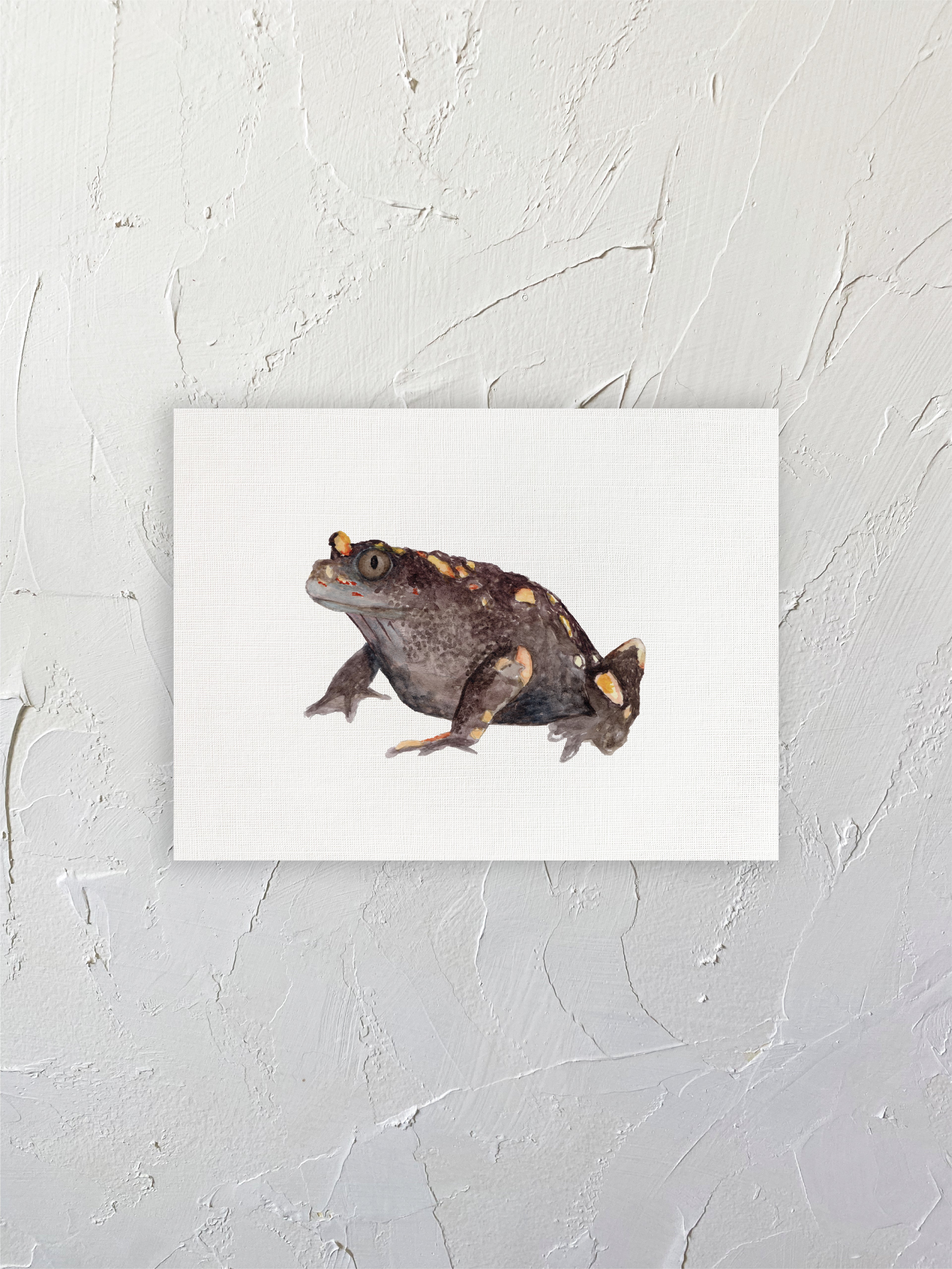 Sapo Hermoso